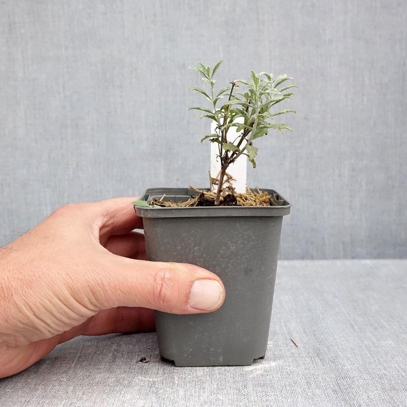 Exemplaar van Perovskia atriplicifolia Prime time - Russische salie Kweekpotje van 7/8 cm zoals geleverd in de herfst