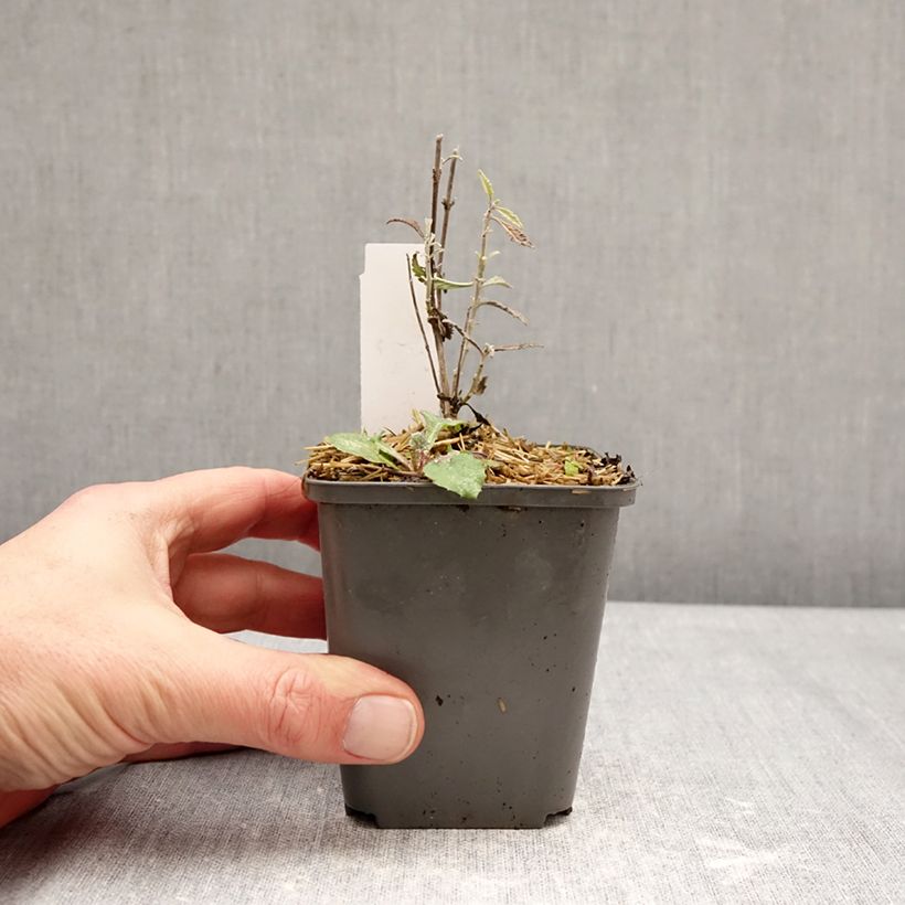 Exemplaar van Perovskia atriplicifolia Prime time - Russische salie Kweekpotje van 7/8 cm zoals geleverd in de winter