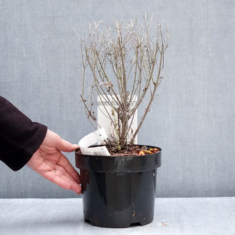 Exemplaar van Perovskia atriplicifolia Prime time - Russische salie Pot van 3 l/4 l zoals geleverd in de winter