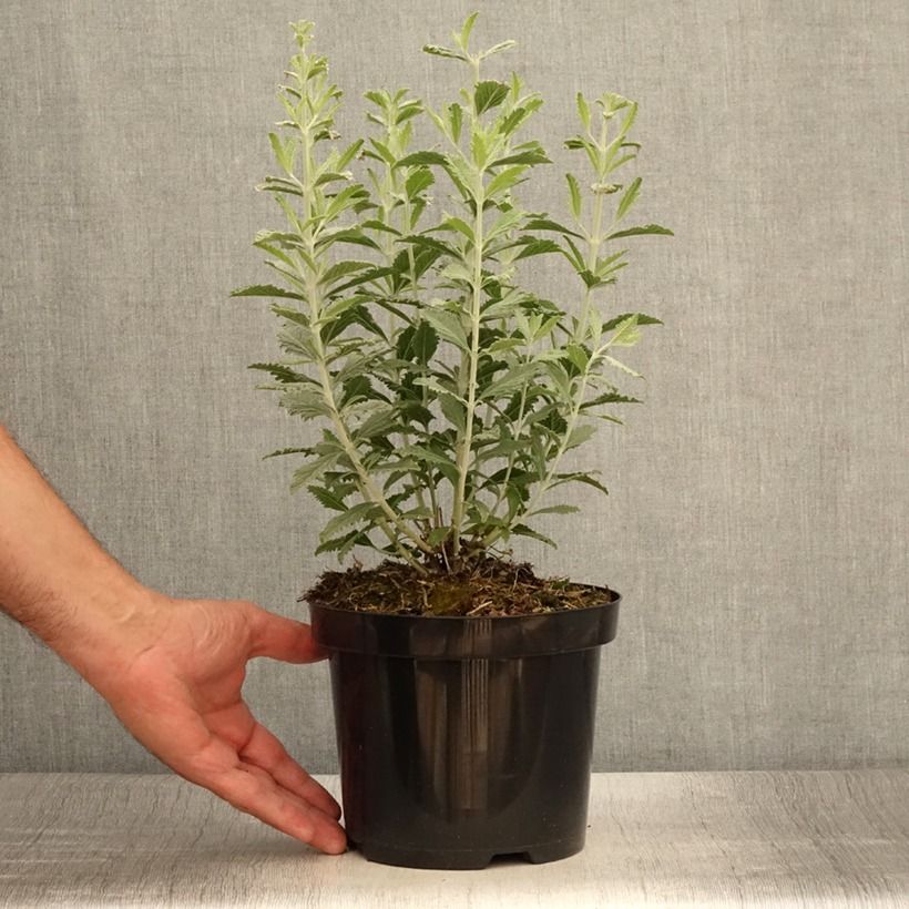 Exemplaar van Perovskia Silvery Blue - Russische salie Pot van 1,5 l/2 l zoals geleverd in de zomer