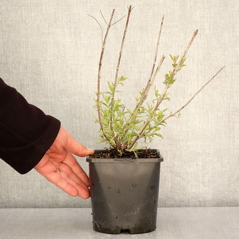 Exemplaar van Perovskia Silvery Blue - Russische salie Pot van 1,5 l/2 l zoals geleverd in de lente