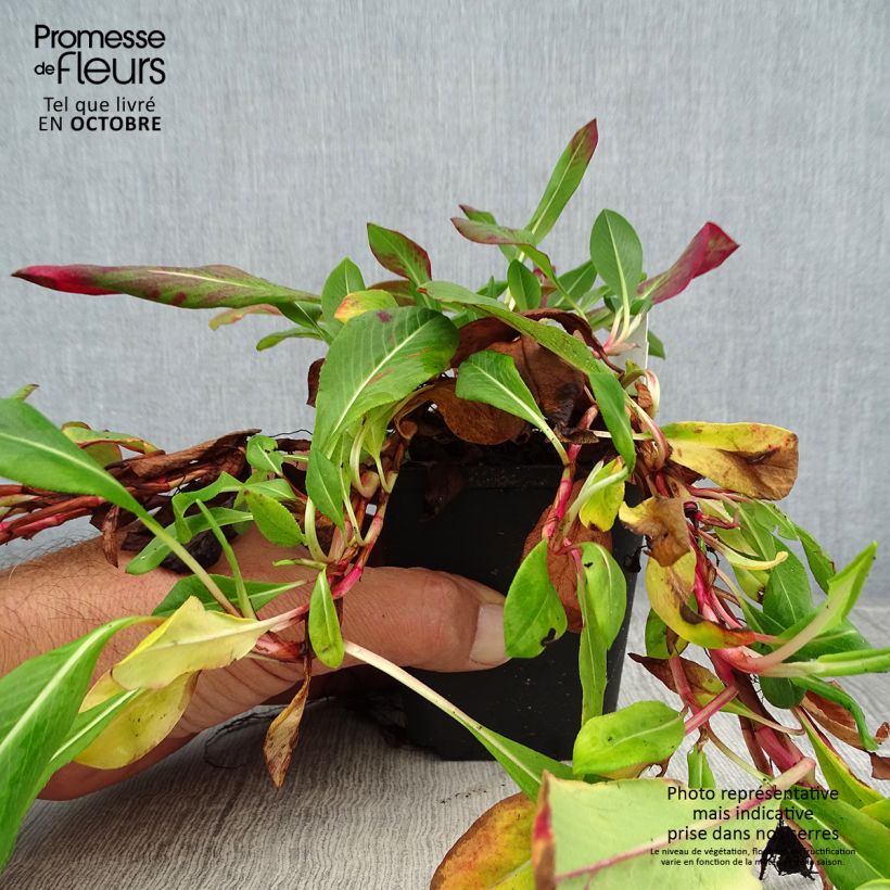 Exemplaar van Persicaria affinis Superba - Kruipduizendknoop Kweekpotje van 8/9 cm zoals geleverd in de herfst