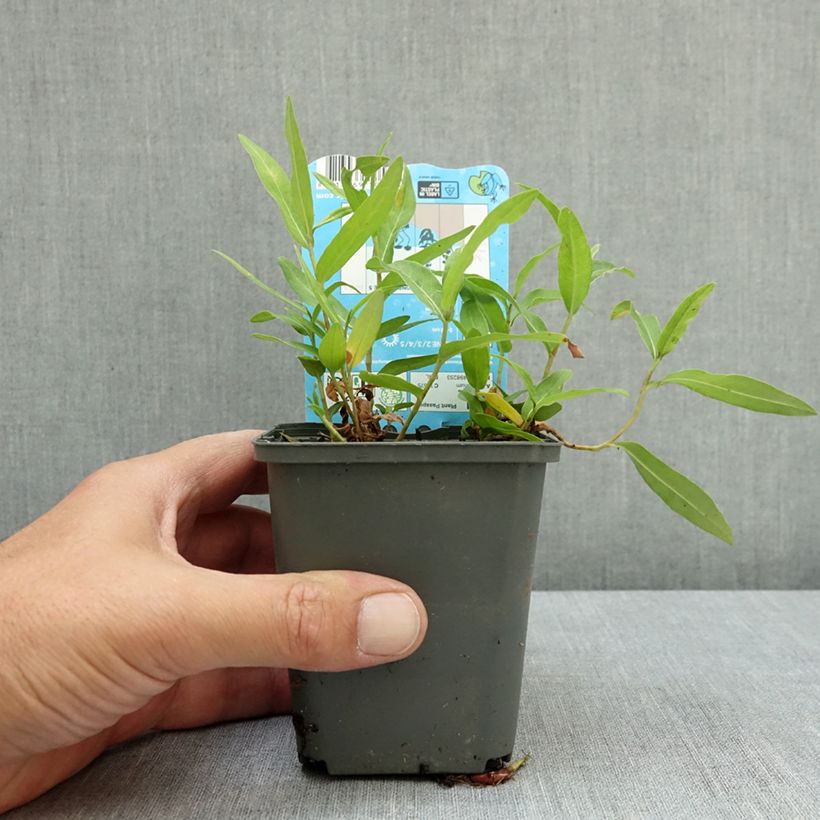 Exemplaar van Persicaria amphibia - Veenwortel Kweekpotje van 8/9 cm zoals geleverd in de zomer
