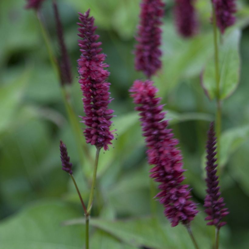 Persicaria amplexicaulis Blackfield - Duizendknoop (Flowering)