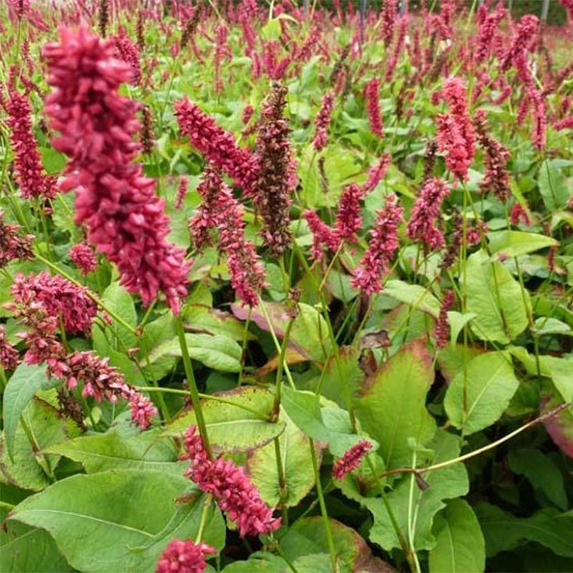 Persicaria amplexicaulis - Duizendknoop (Blad)