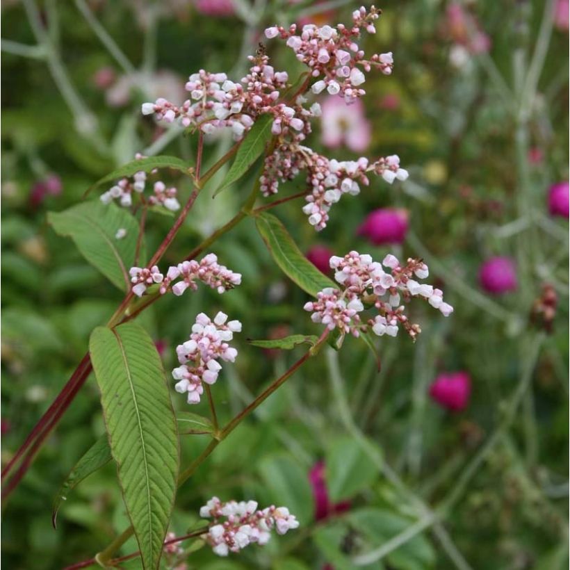 Persicaria campanulata - Klokjesduizendknoop (Bloei)