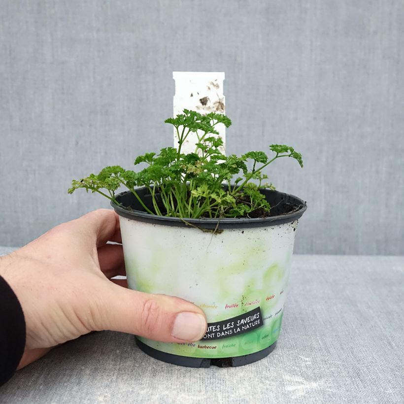 Exemplaar van Donkergroene  krulpeterselie BIO (jonge planten) Pot van 10 cm/11 cm zoals geleverd in de winter