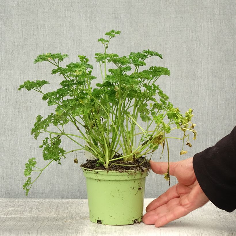 Exemplaar van Donkergroene  krulpeterselie BIO (jonge planten) Pot van 2 l/3 l zoals geleverd in de herfst
