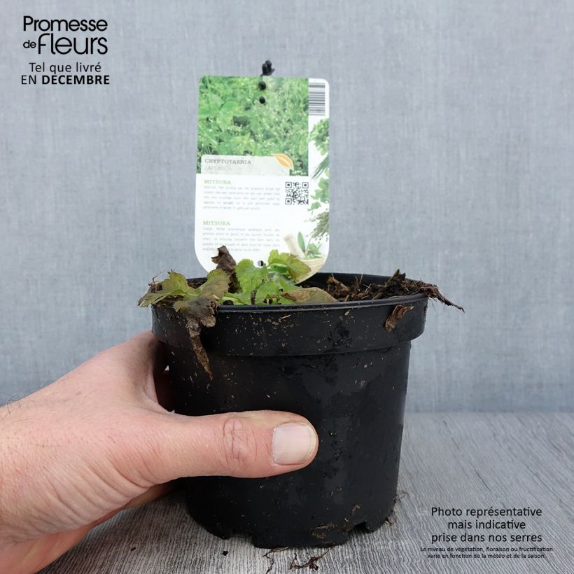 Exemplaar van Japanse peterselie - Cryptotaenia japonica Pot van 1,5 l/2 l zoals geleverd in de herfst