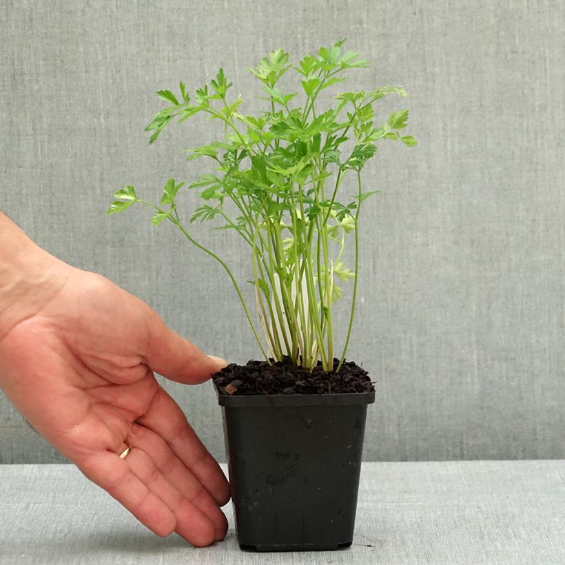 Exemplaar van Platte peterselie Kweekpotje van 8/9 cm zoals geleverd in de lente
