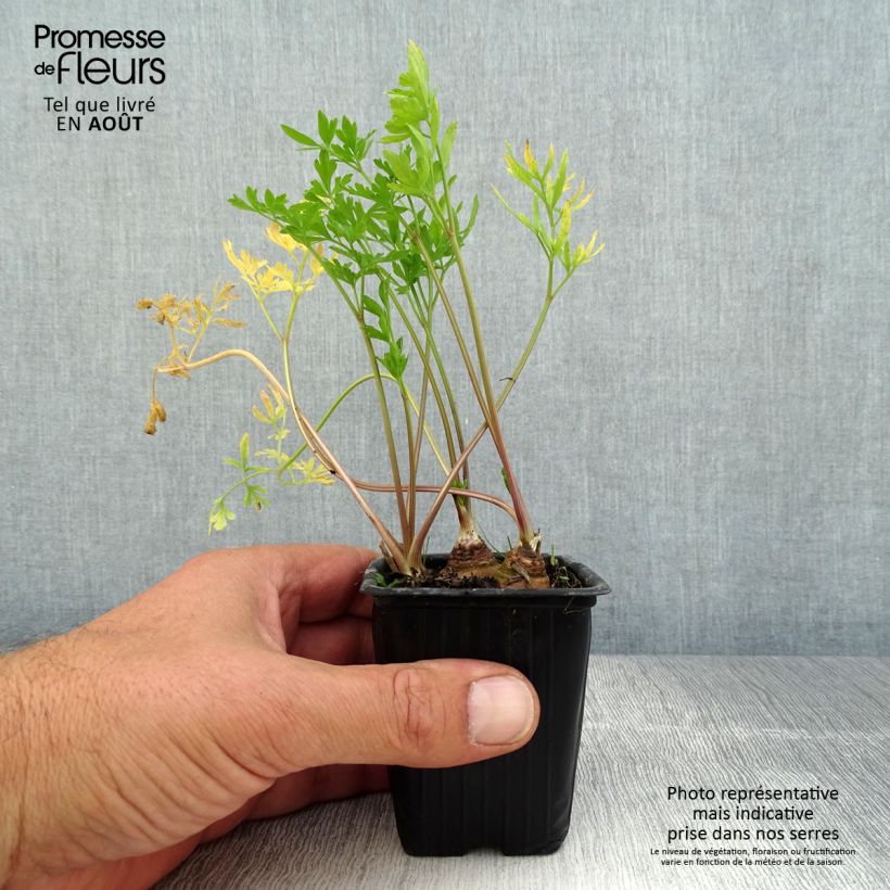 Exemplaar van Wortelpeterselie BIO - Petroselinum crispum (jonge planten in kweekpotjes) Kweekpotje van 7/8 cm zoals geleverd in de zomer
