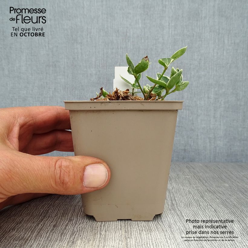 Exemplaar van Vinca minor Ralph Shugert - Kleine maagdenpalm Kweekpotje van 8/9 cm zoals geleverd in de herfst