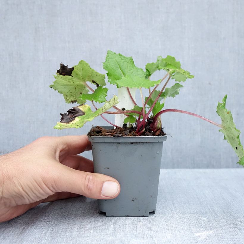 Exemplaar van Petasites albus - Wit hoefblad Kweekpotje van 8/9 cm zoals geleverd in de herfst