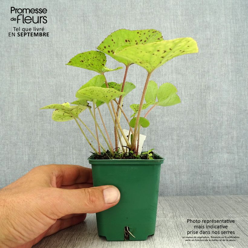 Exemplaar van Petasites fragrans - Winterheliotroop Kweekpotje van 8/9 cm zoals geleverd in de zomer