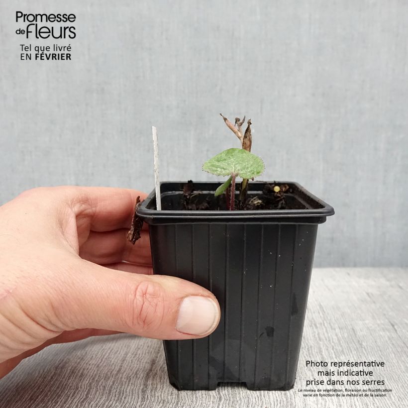 Exemplaar van Petasites fragrans - Héliotrope d'hiver Godet de 8/9 cm zoals geleverd in de winter