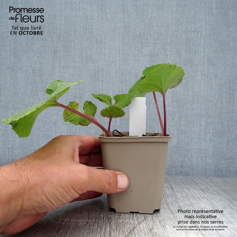 Exemplaar van Petasites japonicus Giganteus - Japans hoefblad Kweekpotje van 8/9 cm zoals geleverd in de herfst