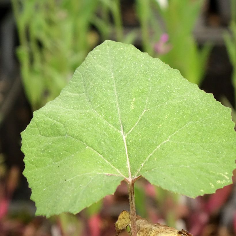 Petasites japonicus Giganteus - Japans hoefblad (Blad)