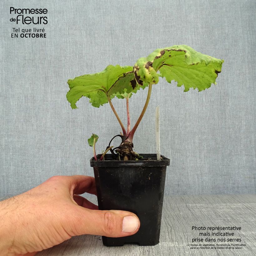 Exemplaar van Petasites japonicus variegatus - Japans hoefblad Kweekpotje van 8/9 cm zoals geleverd in de herfst