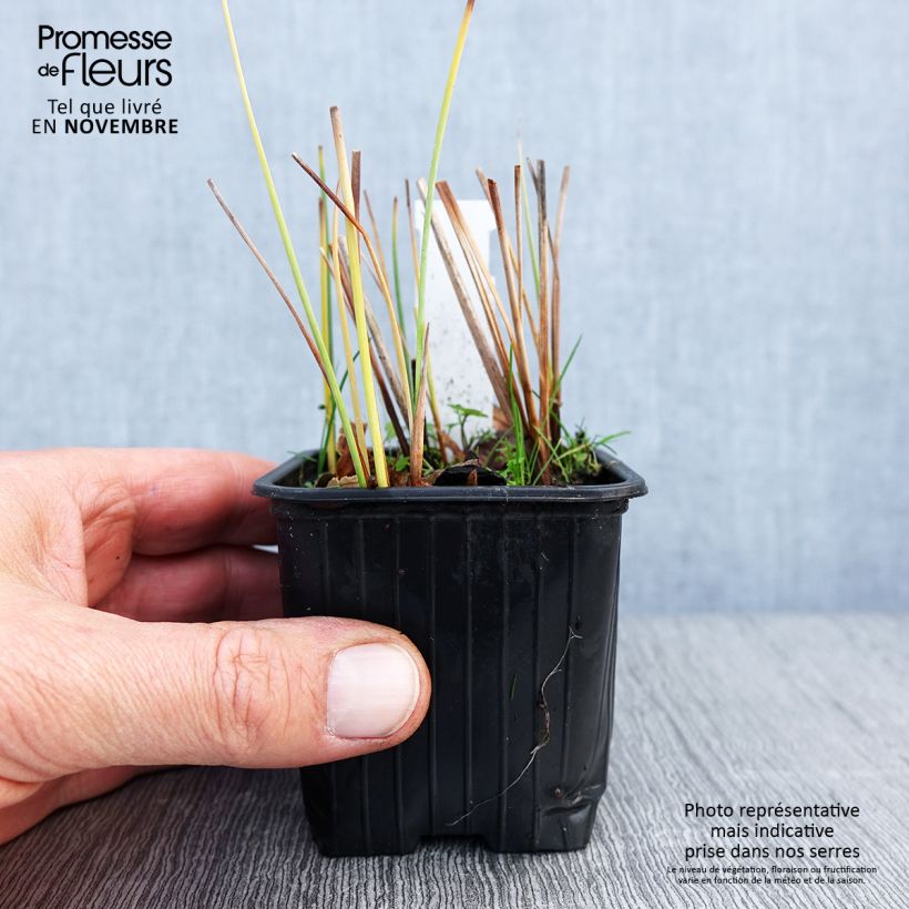 Exemplaar van Typha minima - Dwerglisdodde Kweekpotje van 8/9 cm zoals geleverd in de herfst