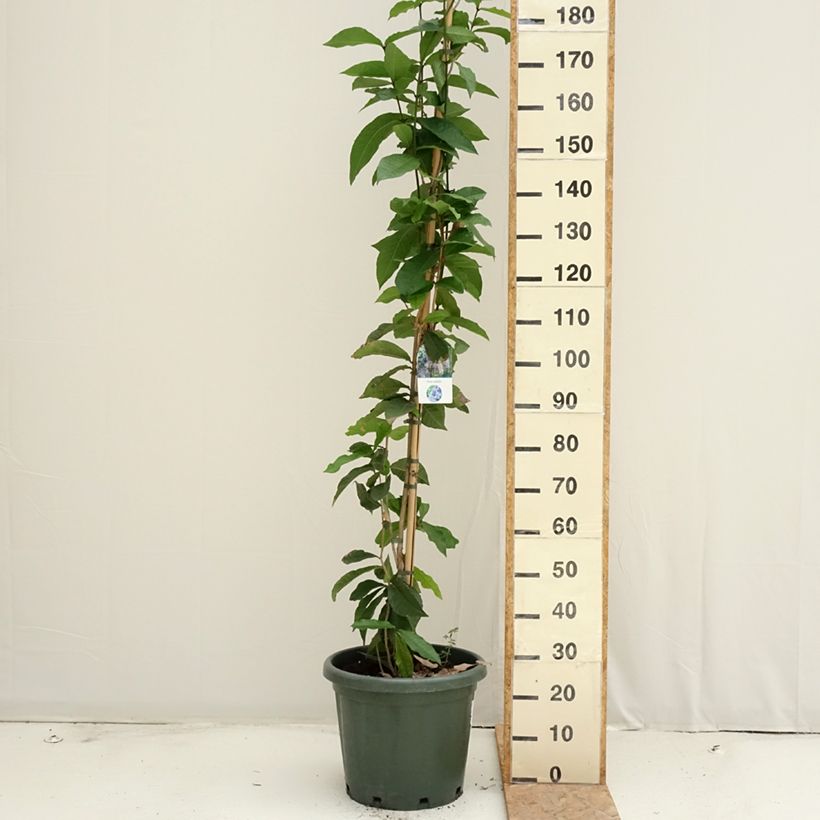 Exemplaar van Petrea volubilis - Bloem van God Pot van 20 l/25 l zoals geleverd in de zomer