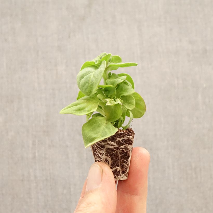 Exemplaar van Petunia Amazonas Plum Cockatoo Mini-mot Ø 3/4 cm zoals geleverd in de lente