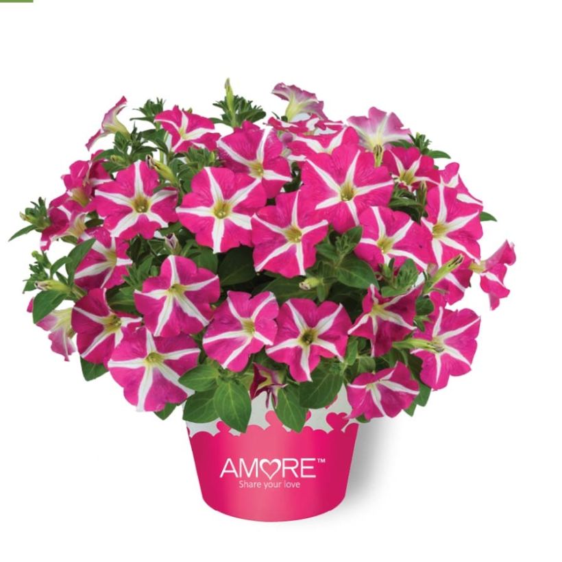 Petunia Amore Pink Hearts - Hangpetunia (Groeiplaats)