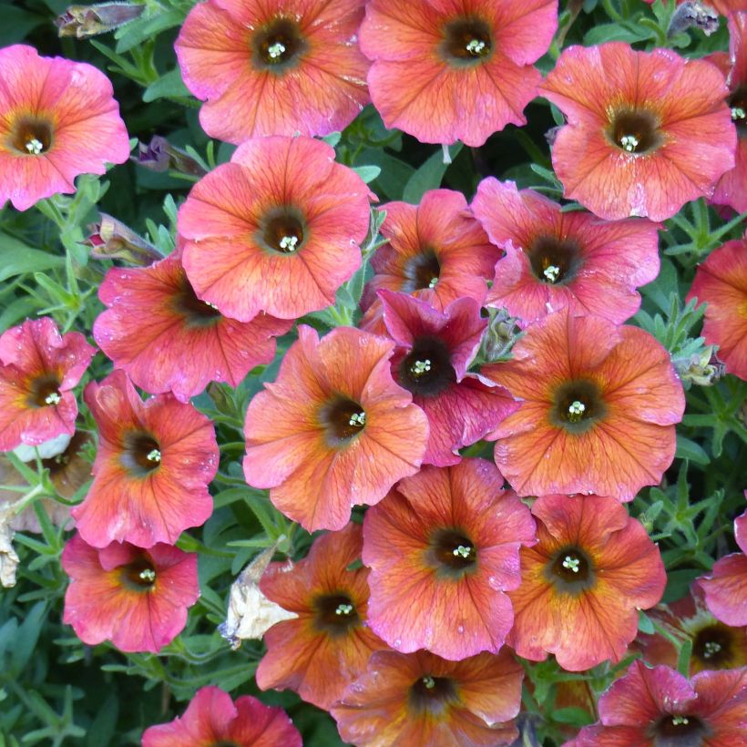 Petchoa BeautiCal Cinnamon - Calitunia (Bloei)