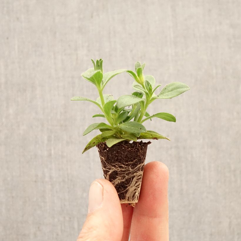 Exemplaar van Petunia Bee's Knees - Hangpetunia Mini-mot Ø 3/4 cm zoals geleverd in de lente