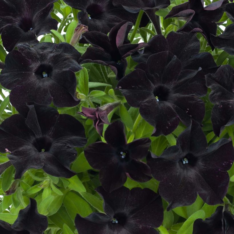 Petunia Black Ray - Hangpetunia (Bloei)