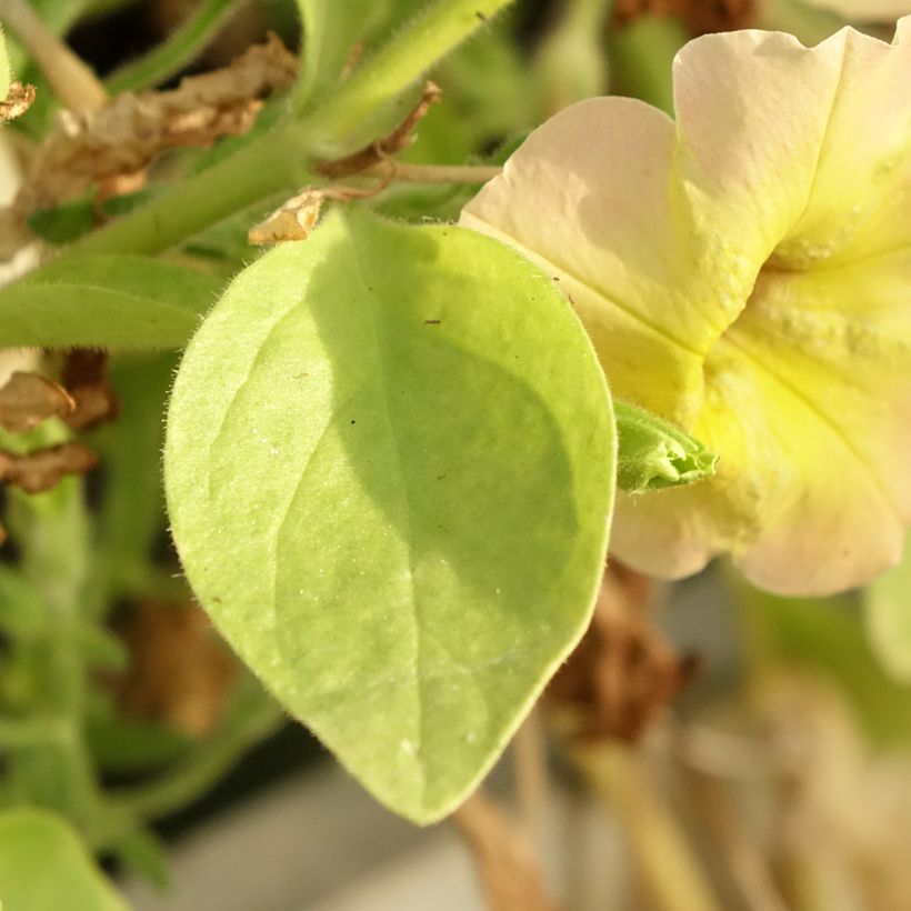Petunia Cascadias Indian Summer - Hangpetunia (Blad)