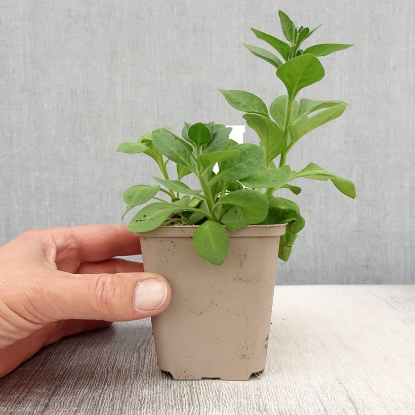 Exemplaar van Petunia Cascadias Rim Magenta - Hangpetunia Kweekpotje van 8/9 cm zoals geleverd in de lente