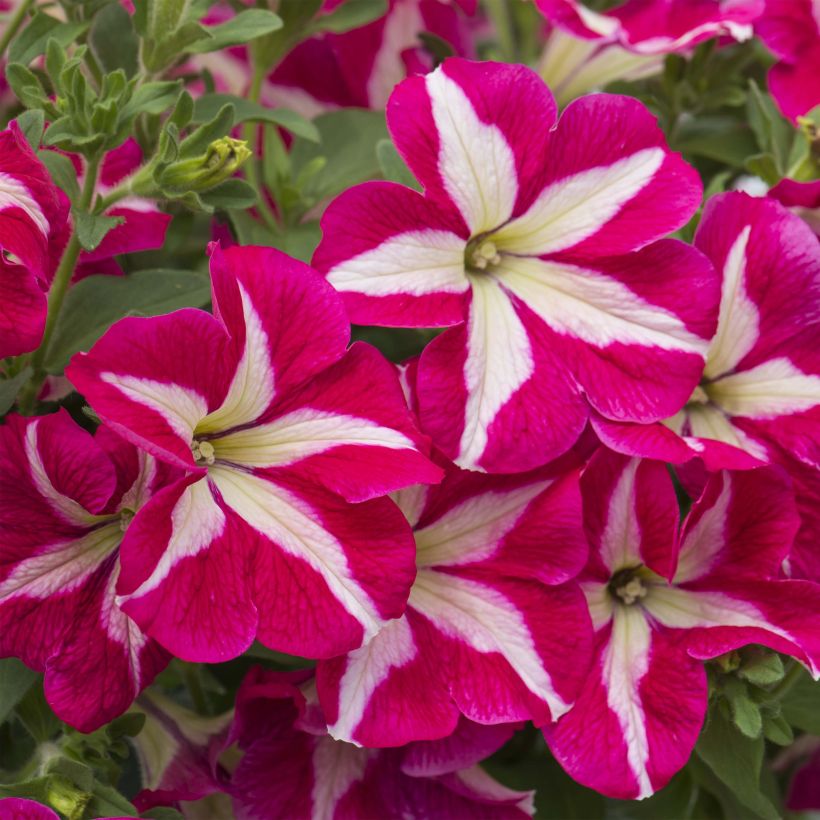 Petunia Designer Rose Star - Hangpetunia (Bloei)