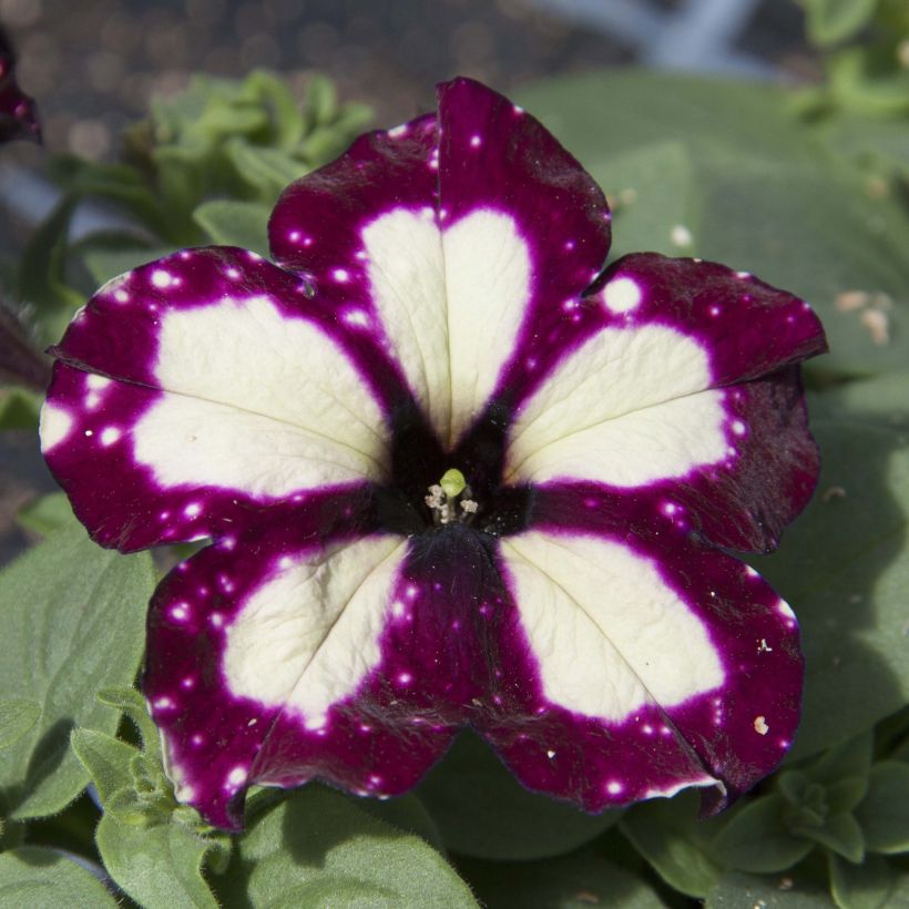 Petunia Lightning Sky - Hangpetunia (Bloei)