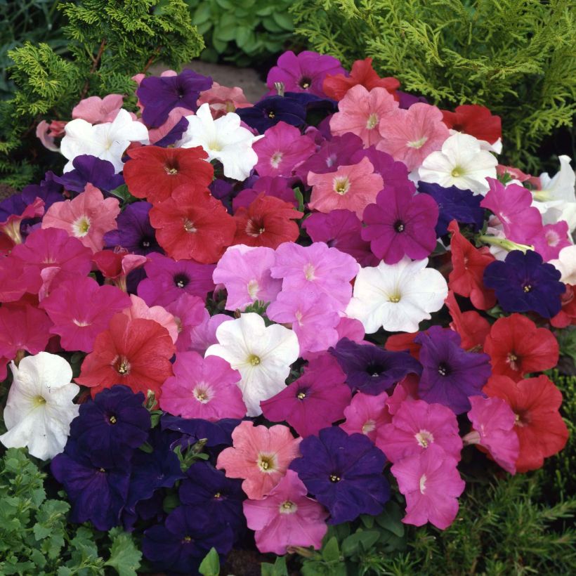 Petunia Mambo Mix - Hangpetunia (Bloei)