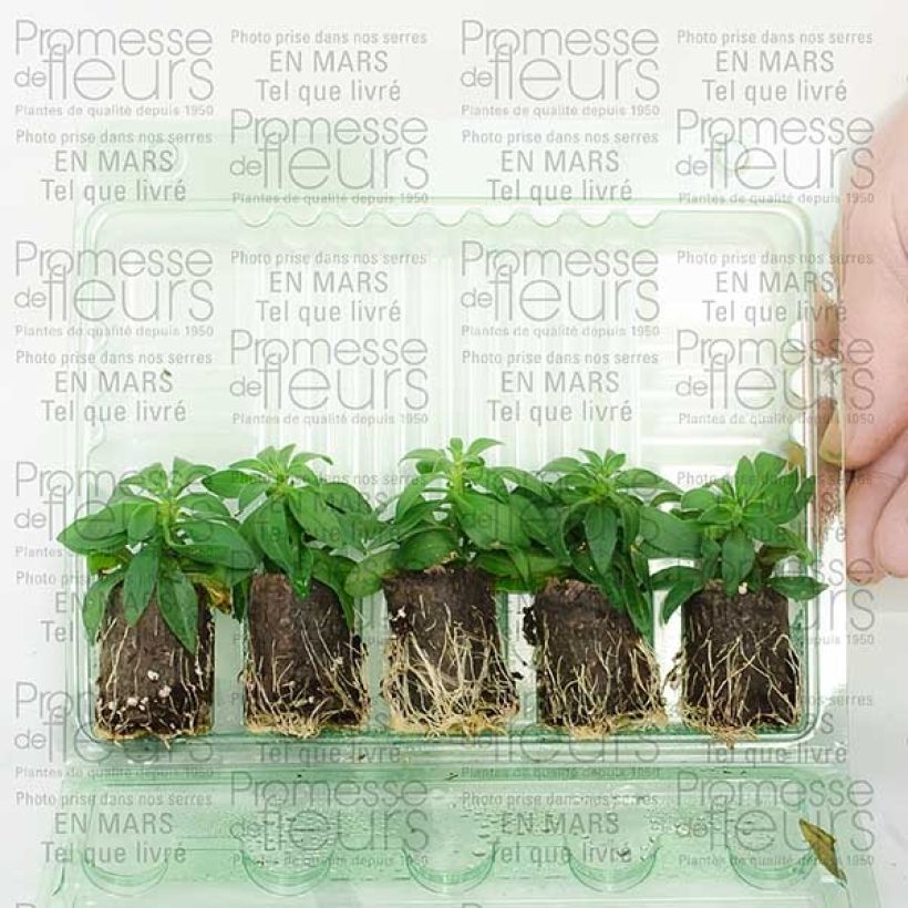 Voorbeeld van een exemplaar van Calibrachoa Million Bells Cracking fire - Mini petunia Mini-mot Ø 3/4 cm zoals geleverd