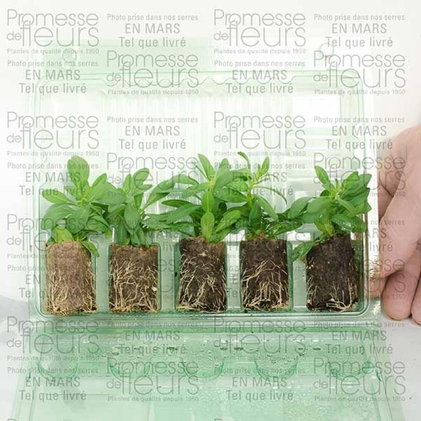 Voorbeeld van een exemplaar van Calibrachoa Million Bells Trailing Ice - Mini petunia Mini-mot Ø 3/4 cm zoals geleverd