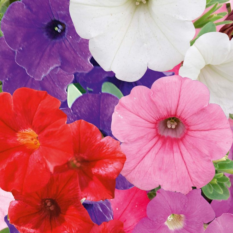 Petunia Parure Mix - Hangpetunia (Bloei)