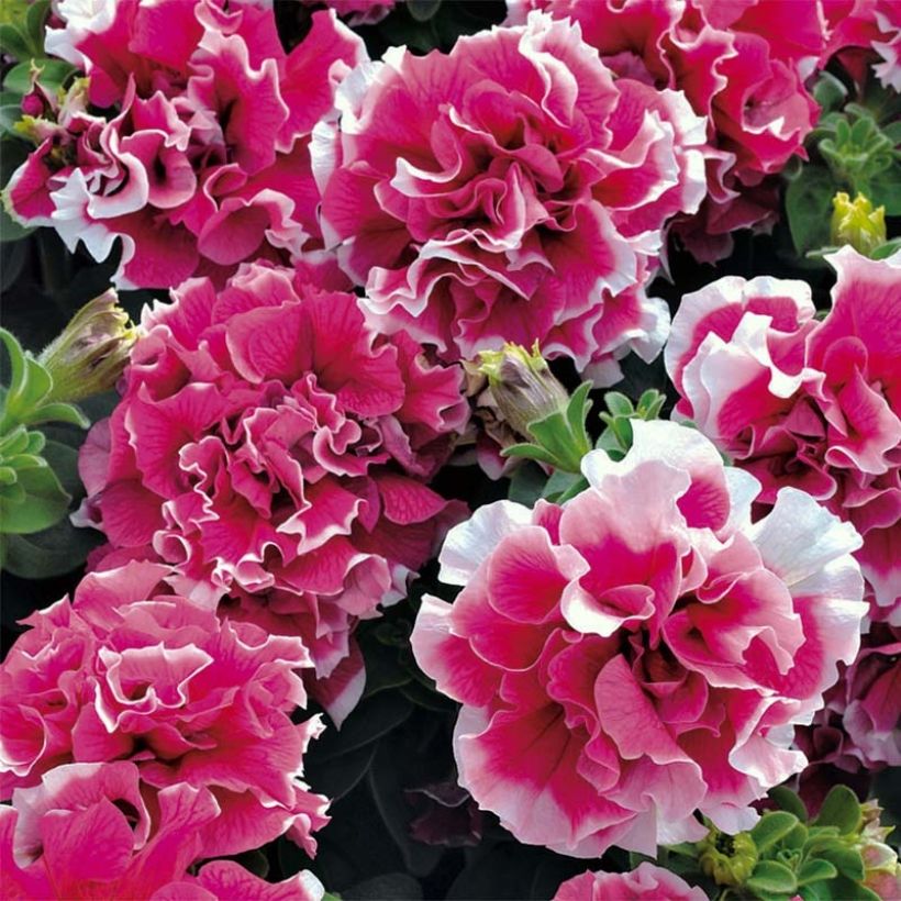 Petunia Pirouette Rose - Hangpetunia (Bloei)