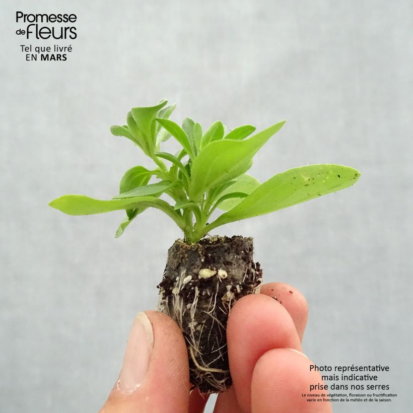 Exemplaar van Petunia Splash Dance Bolero Blue - Hangpetunia Mini-mot Ø 3/4 cm zoals geleverd in de lente