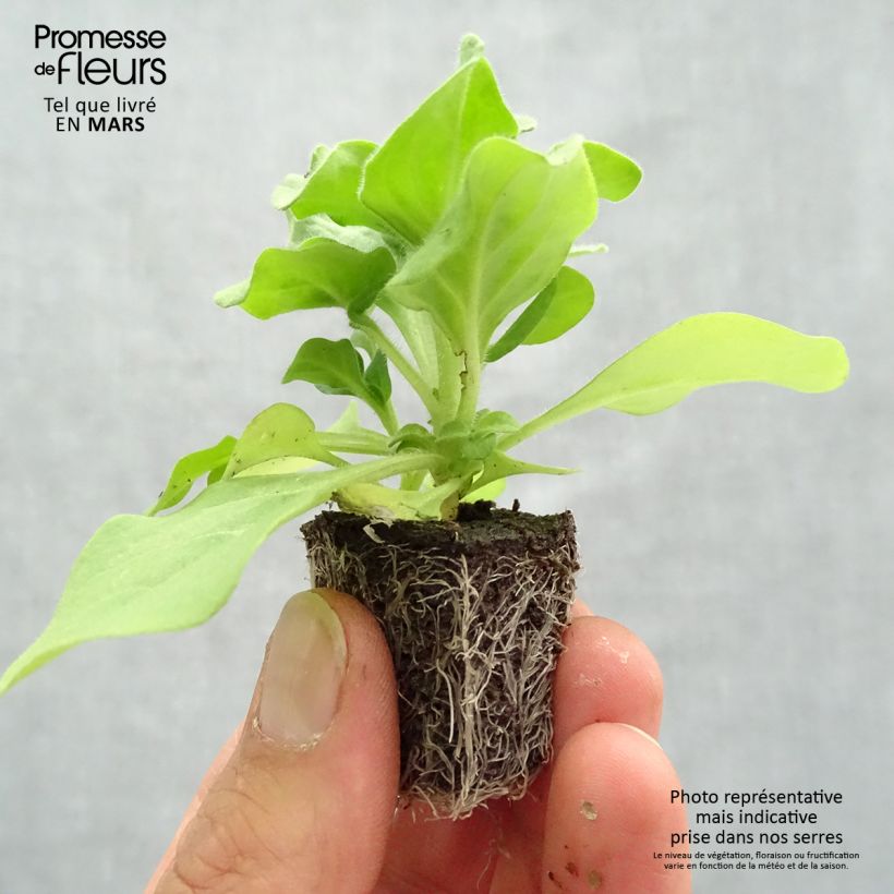 Exemplaar van Petunia Splash Dance Fuchsia Flamenco - Hangpetunia Mini-mot Ø 3/4 cm zoals geleverd in de lente