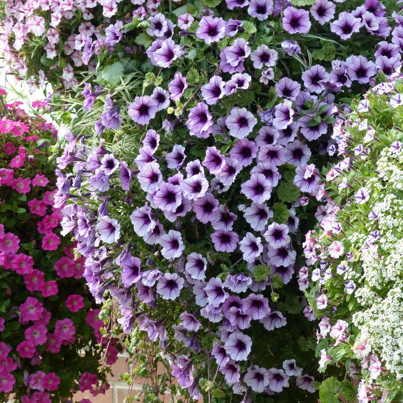 Petunia Supertunia Bordeaux - Hangpetunia (Groeiplaats)