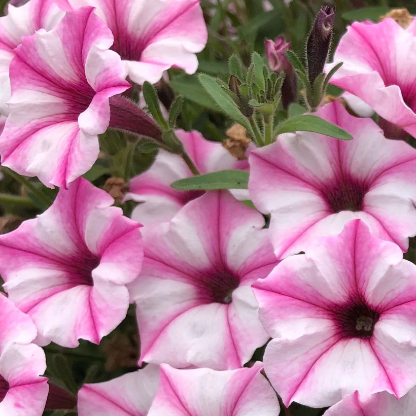 Petunia Supertunia Pink Star - Hangpetunia (Bloei)