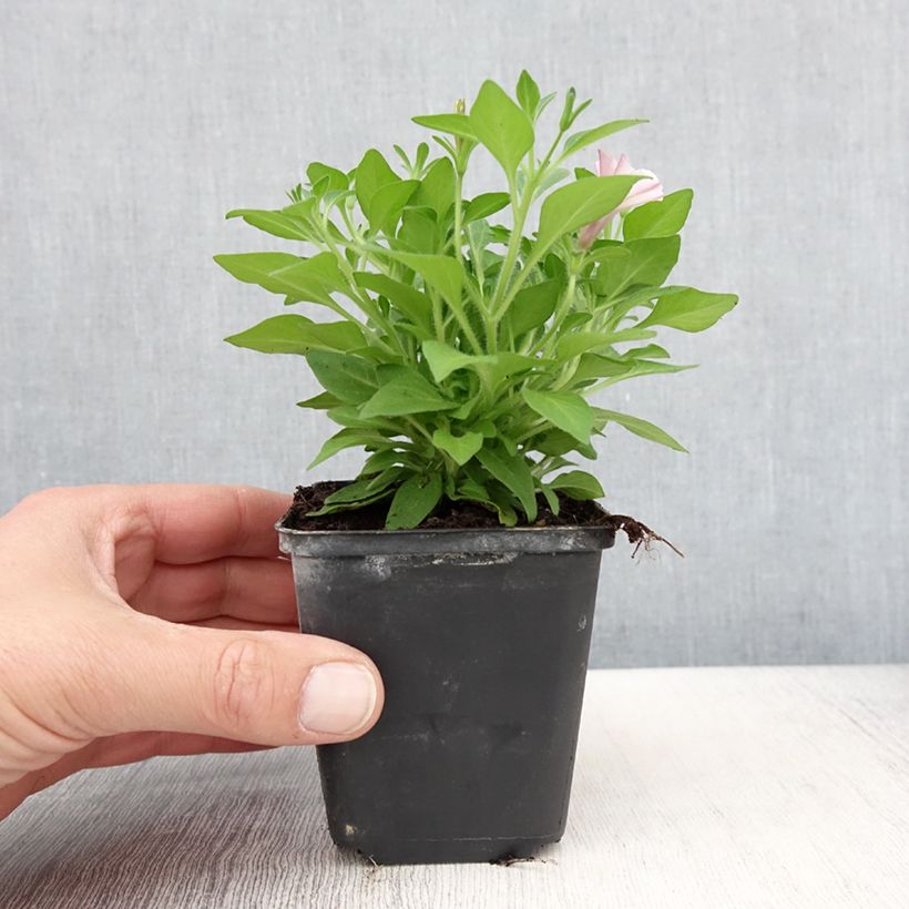 Exemplaar van Petunia Supertunia Pink Star - Hangpetunia Kweekpotje van 8/9 cm zoals geleverd in de lente