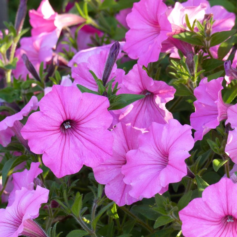 Petunia Supertunia Vista Bubblegum - Hangpetunia (Bloei)
