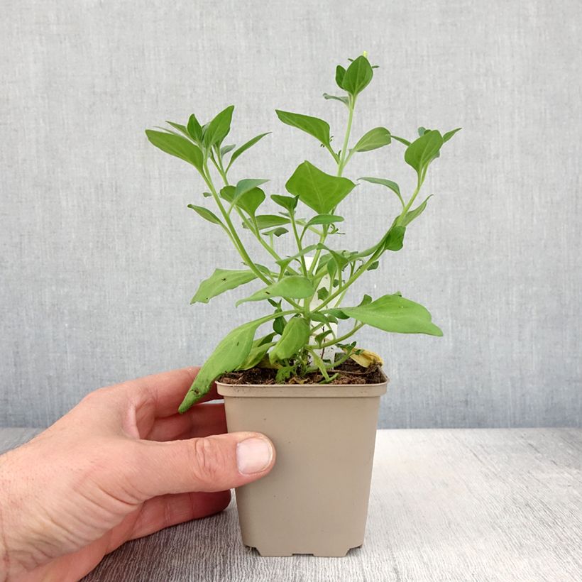 Exemplaar van Petunia Supertunia Vista Bubblegum - Hangpetunia Pot van 10 cm/11 cm zoals geleverd in de lente