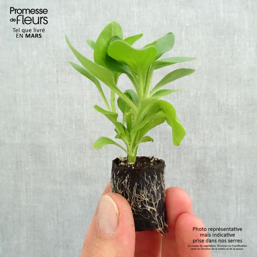 Exemplaar van Petunia Surfinia Trailing Light Yellow - Hangpetunia Mini-mot Ø 3/4 cm zoals geleverd in de lente