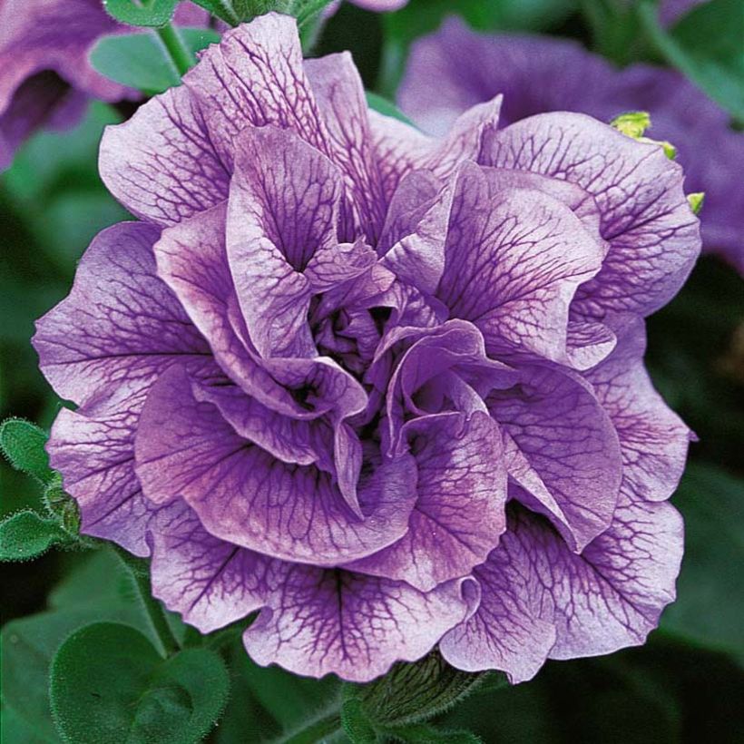 Petunia Tumbelina Priscilla - Hangpetunia dubbel lavendel geaderd (Bloei)