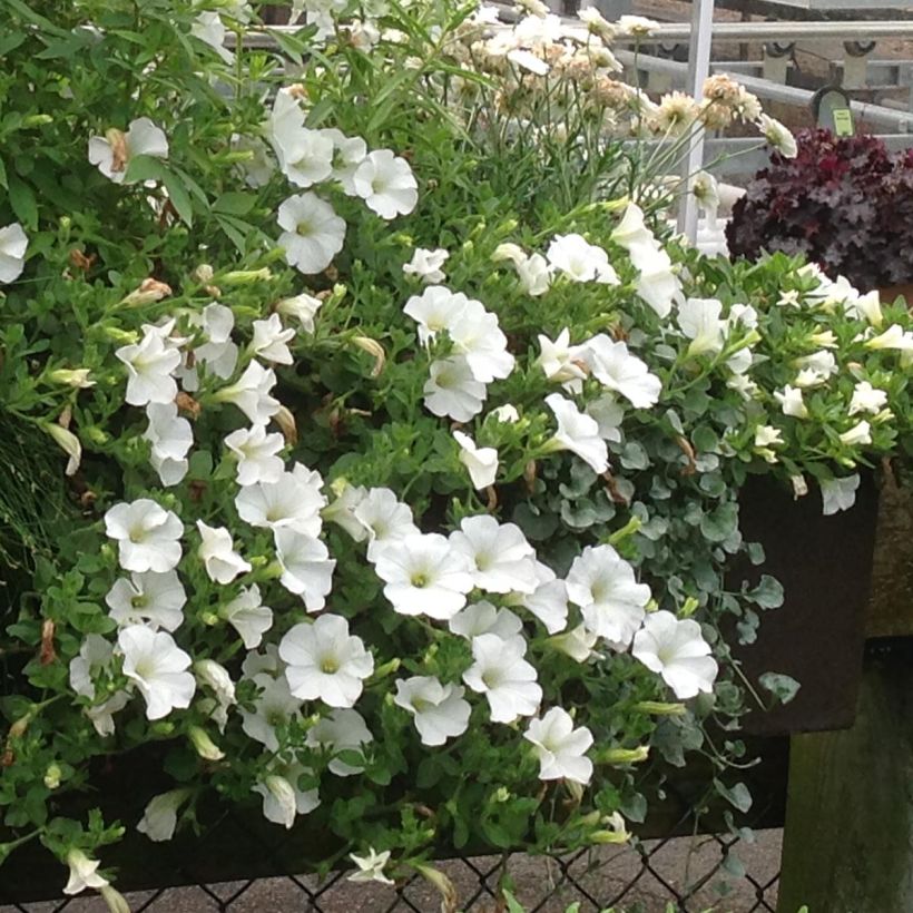 Petunia Surfinia Snow Wit - Hangpetunia (Groeiplaats)