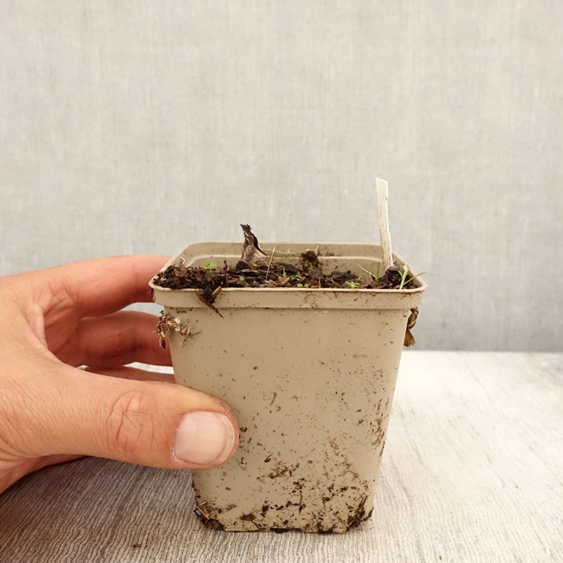 Exemplaar van Peucedanum ostruthium Daphnis - Meesterwortel Kweekpotje van 8/9 cm zoals geleverd in de herfst