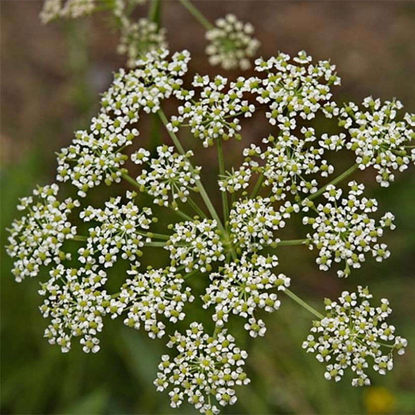 Peucedanum rablense - Varkenskervel (Flowering)